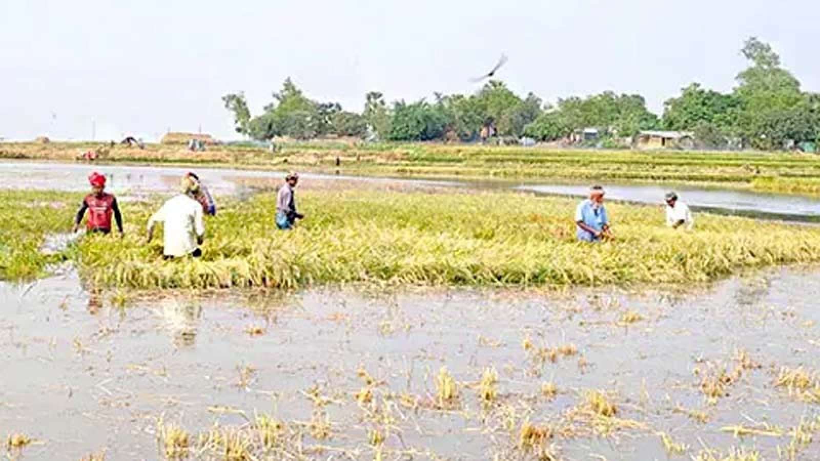 উজানের ঢলে ডুবল ৪৫০ বিঘা ধানখেত