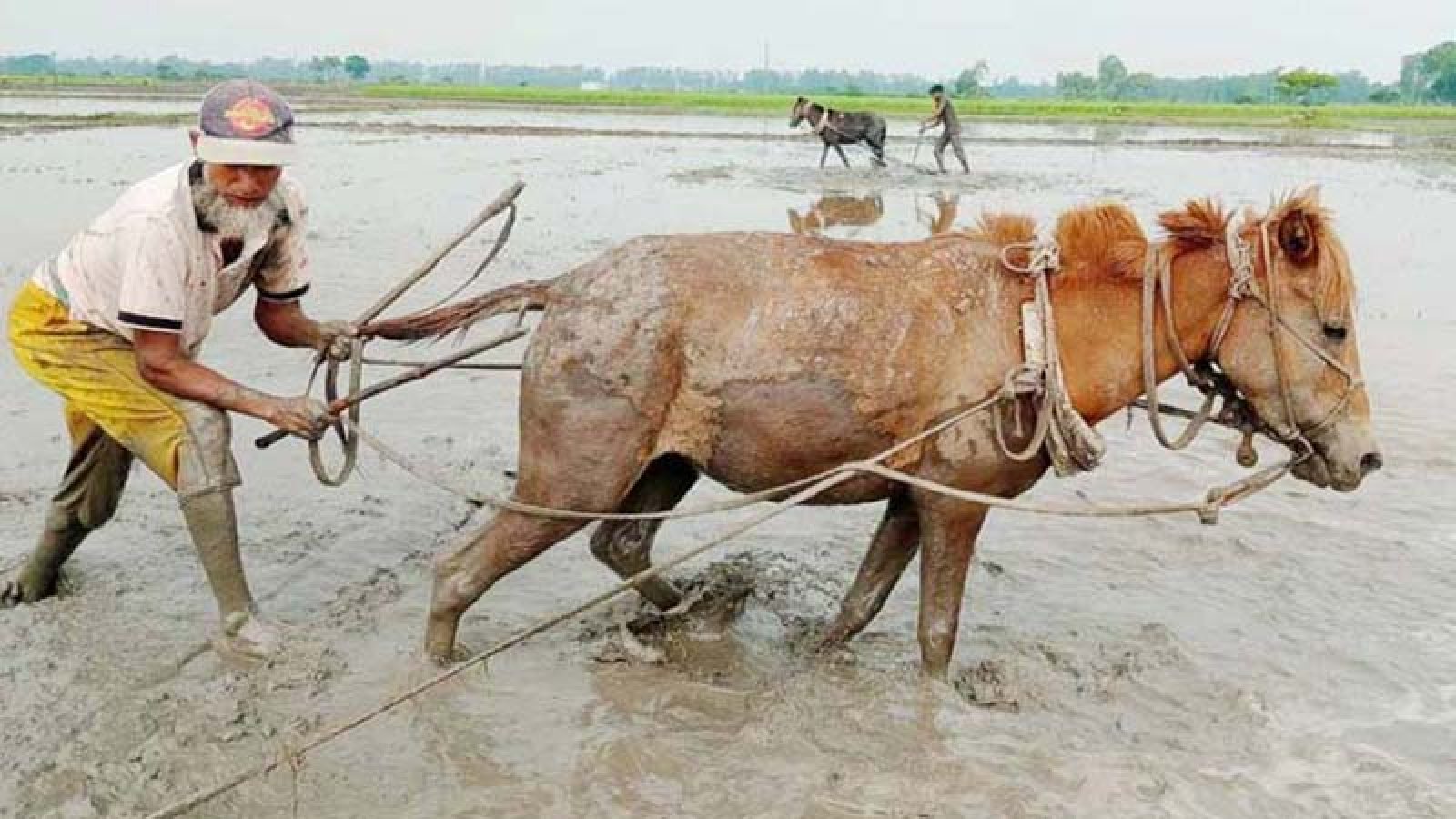 ট্রাক্টরের ভিড়ে সিরাজগঞ্জে ঘোড়ায় জমি চাষ