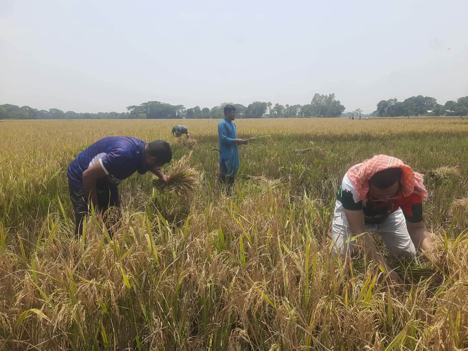 নেত্রকোণায় শ্রমিক সংকট, কৃষকের ধান কাটলেন শিক্ষক-শিক্ষার্থীরা