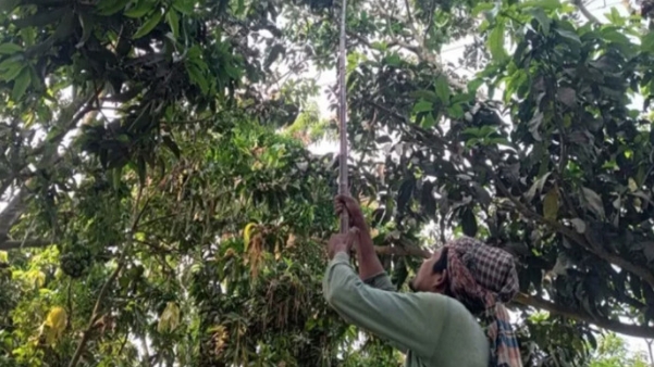 রাজশাহীর বাজারে আসছে মৌসুমের প্রথম "গুটি আম"
