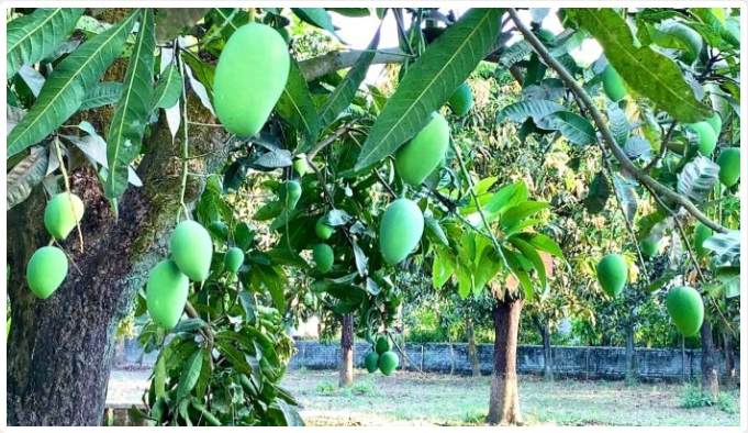 আম সংগ্রহ শুরু ১৫ মে, আগে নামলে ব্যবস্থা