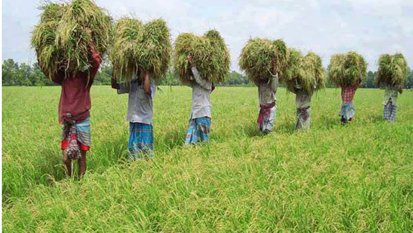 তানোরে আমন ধানে পচন রোগে দিশেহারা কৃষক