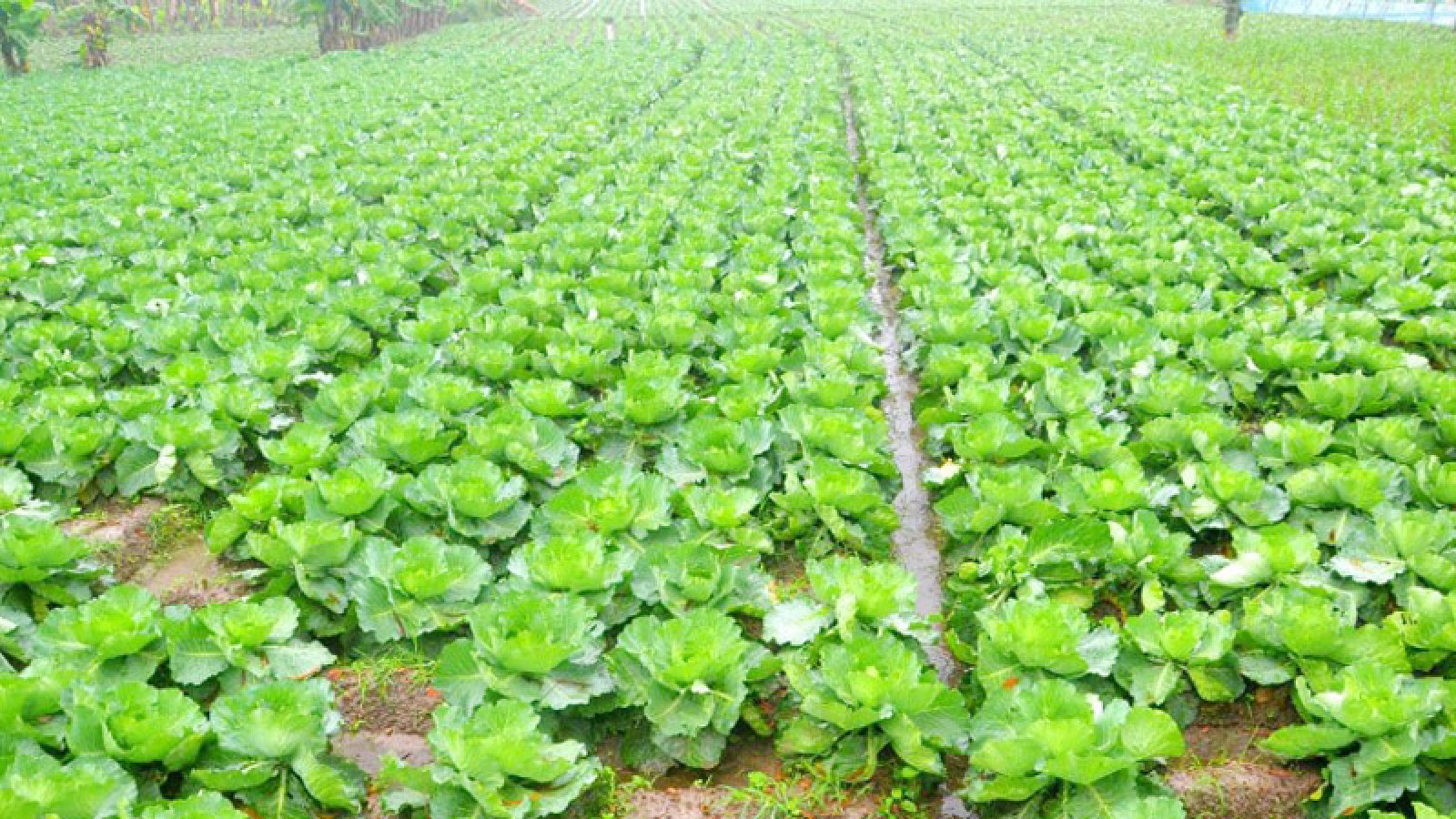 বগুড়ায় আগাম সবজি চাষে ব্যস্ত কৃষক