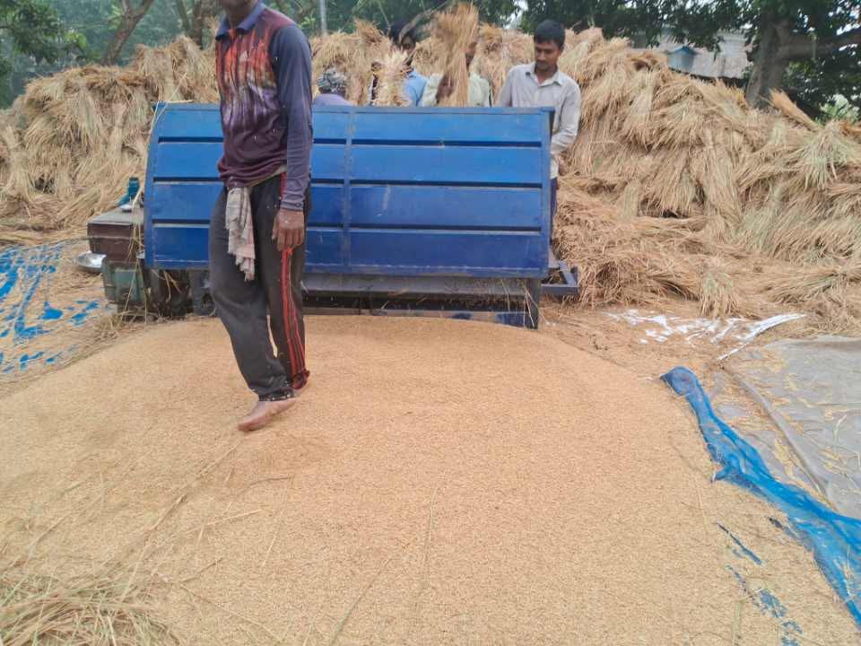 পবার বড়বিল মাঠে ধান কাটার ধুম, ফলন ভালো হলেও দাম নিয়ে কৃষকের অসন্তোষ