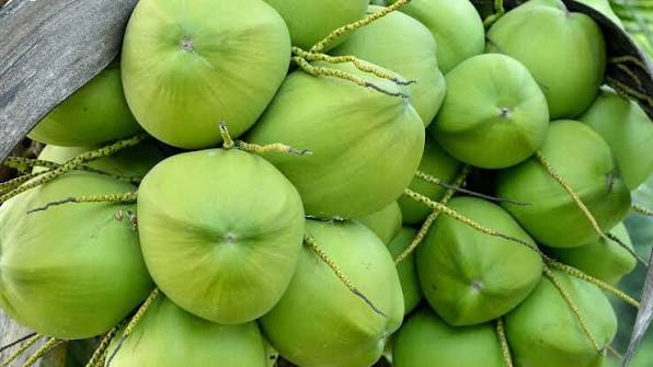 এক ডাবের দাম ২২০ টাকা!