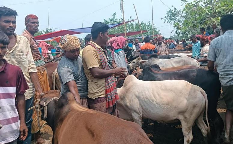 কোরবানির আমেজ: চান্দাইকোনা পশুর হাটে উপচেপড়া ভিড়