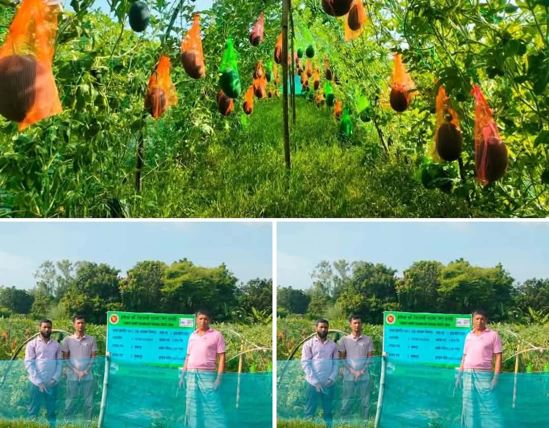 তানোরে মাচায় তরমুজ চাষে কামরুলের সাফল্য