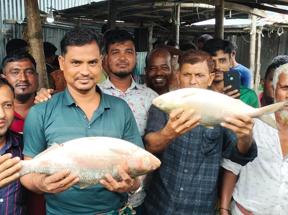 জেলের জালে আড়াই কেজির রাজা ইলিশ, বিক্রি ১৩ হাজারে