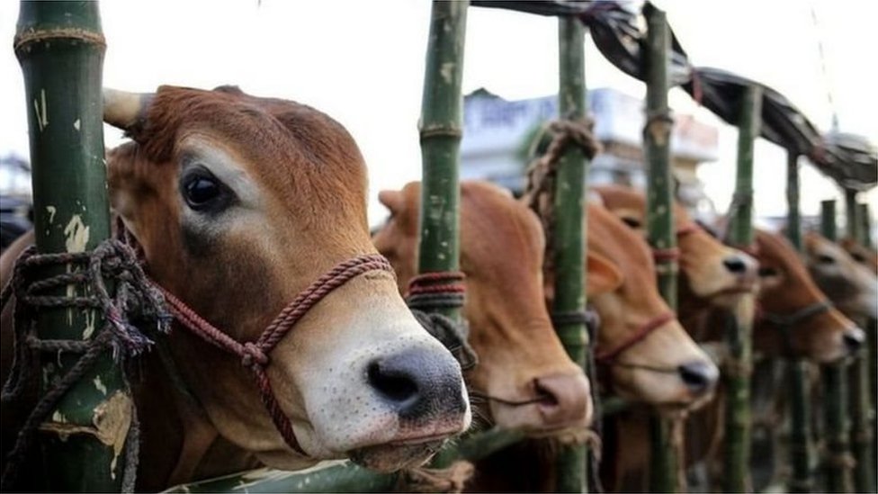 খামারে ওজন মেপে গরু বিক্রি, ক্রেতাদের উপচে পড়া ভিড়