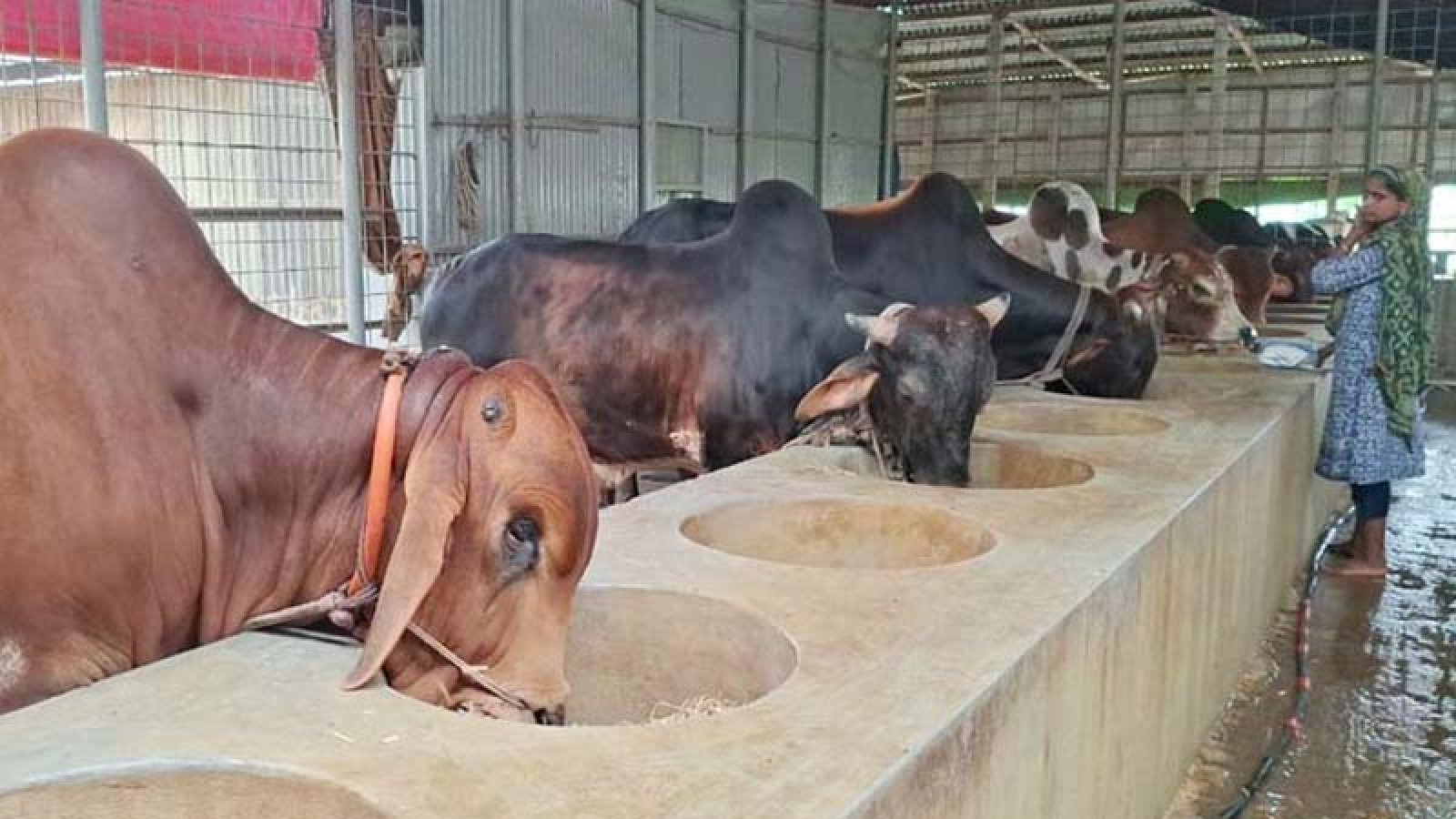 সিরাজগঞ্জে ৩৫০ কোটি টাকার কোরবানির বাজার