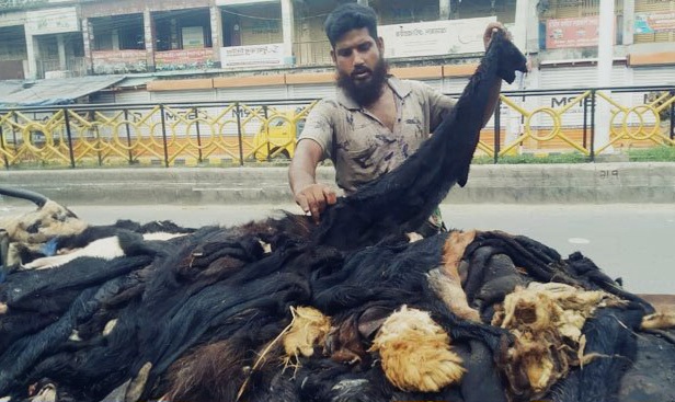 লাখ টাকার গরুর চামড়া ৬০০, ছাগলেরটা কেউ নেয়ই না: রাজশাহীতে মাথায় হাত বিক্রেতাদের